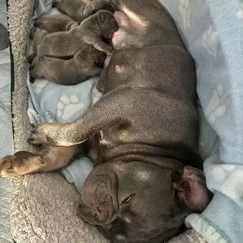 French Bulldog Dog For Sale in Holloway, Greater London, England