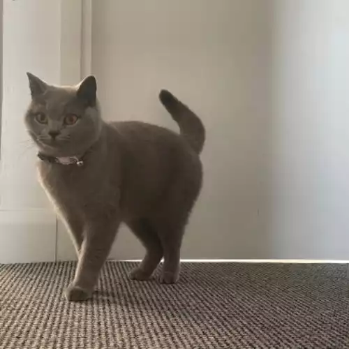 British Shorthair Cat For Adoption in Nottingham, Nottinghamshire, England