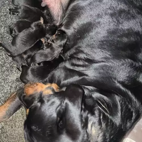 Rottweiler Dog For Sale in Bolton, Greater Manchester