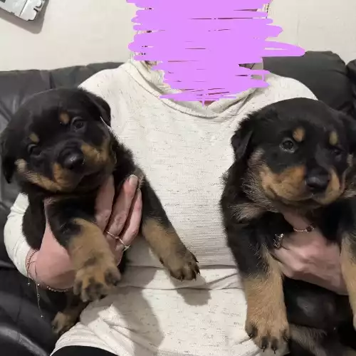 Rottweiler Dog For Sale in Bolton, Greater Manchester