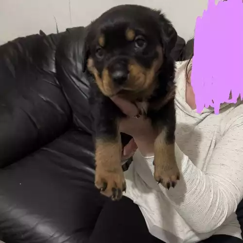 Rottweiler Dog For Sale in Bolton, Greater Manchester