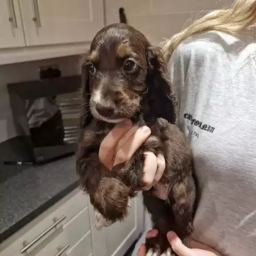 Cocker Spaniel Dog For Sale in Thorne, South Yorkshire, England