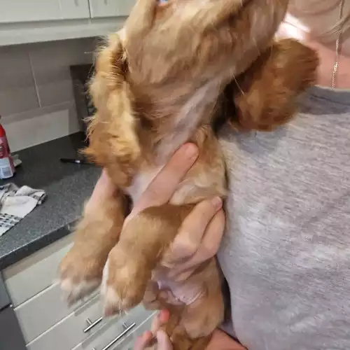 Cocker Spaniel Dog For Sale in Thorne, South Yorkshire, England