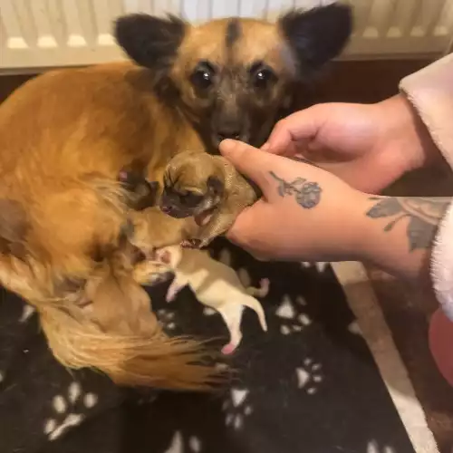 Chihuahua Dog For Sale in Wakefield