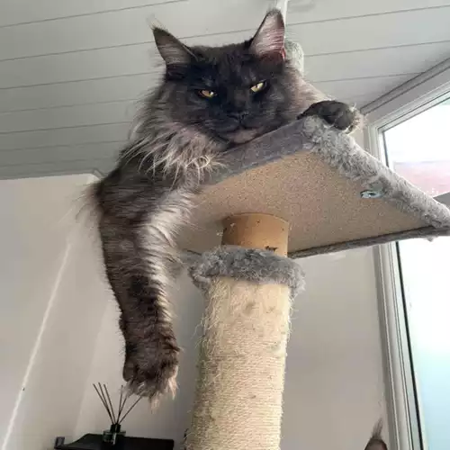 Maine Coon Cat For Stud in Bolton, Greater Manchester, England