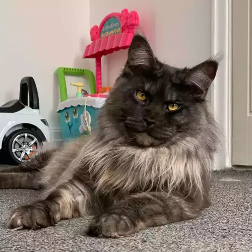 Maine Coon Cat For Stud in Bolton, Greater Manchester, England