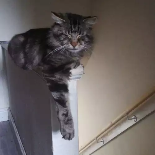 Tibetan Cat For Adoption in Grimsby, Lincolnshire