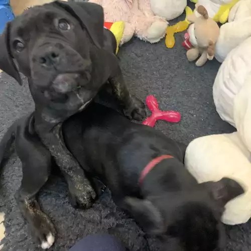 Cane Corso Dog For Sale in Stoke-on-Trent