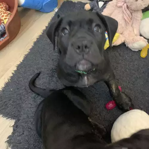 Cane Corso Dog For Sale in Stoke-on-Trent