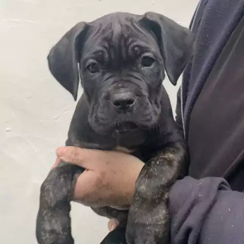 Cane Corso Dog For Sale in Stoke-on-Trent