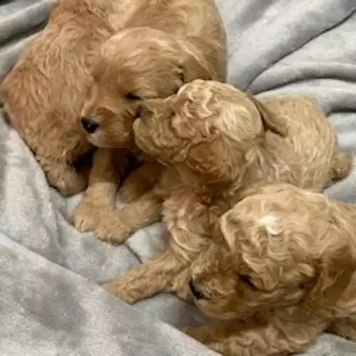 Cavapoo Dog For Sale in Blaenffos, Dyfed, Wales