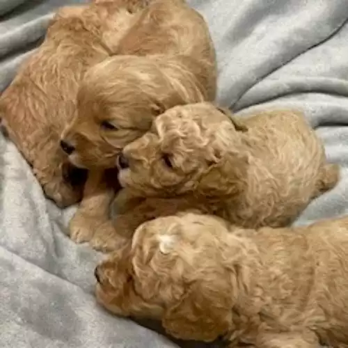 Cavapoo Dog For Sale in Blaenffos, Dyfed, Wales