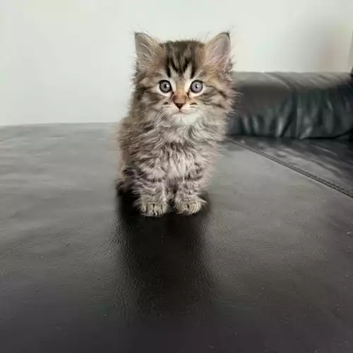 Scottish Fold Cat For Sale in London