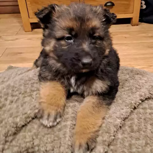 German Shepherd Dog For Sale in Leeds