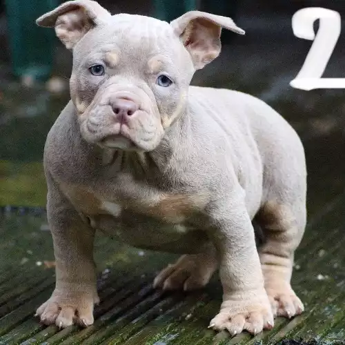 American Bully Dog For Sale in Dudley Port, West Midlands