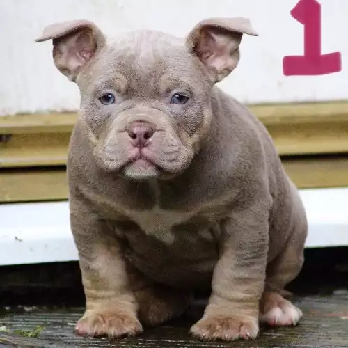 American Bully Dog For Sale in Dudley Port, West Midlands