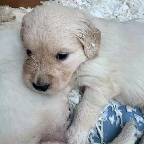 Golden Retriever Dog For Sale in Sutton on Sea