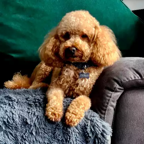 Toy Poodle Dog For Stud in Gloucester