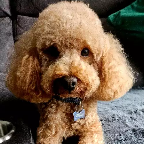 Toy Poodle Dog For Stud in Gloucester