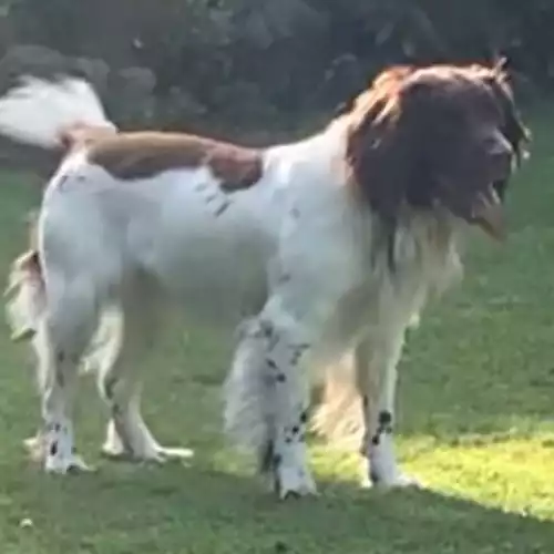 English Springer Spaniel Dog For Sale in Bean, Kent