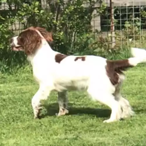 English Springer Spaniel Dog For Sale in Bean, Kent