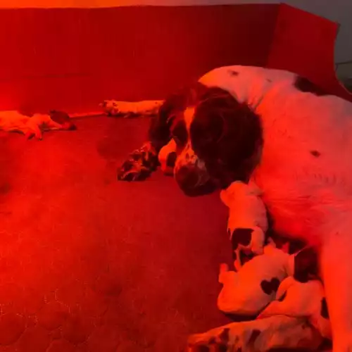 English Springer Spaniel Dog For Sale in Bean, Kent