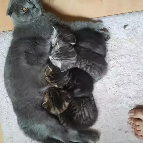 Scottish Fold Cat For Sale in Barking Riverside, Greater London