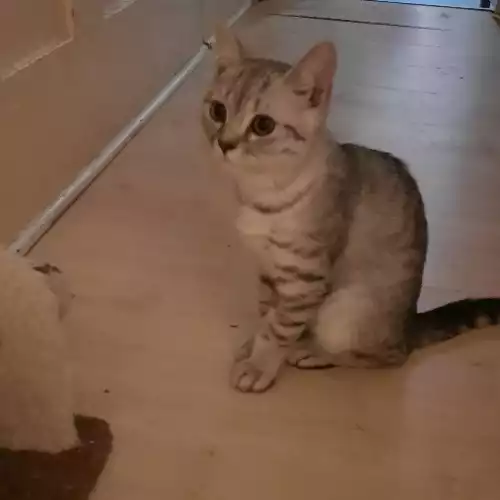 British Shorthair Cat For Sale in Barking Riverside, Greater London