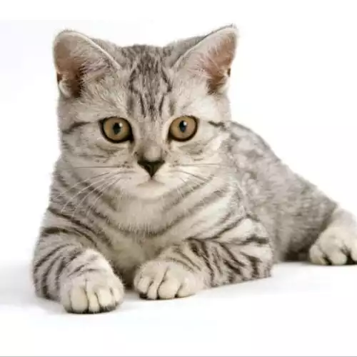 British Shorthair Cat For Sale in Barking Riverside, Greater London