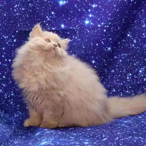 British Longhair Cat For Sale in Rhyl, Clwyd