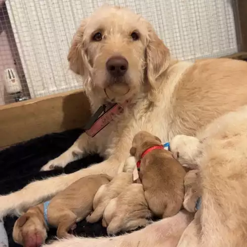 Labradoodle Dog For Sale in Castleford, West Yorkshire