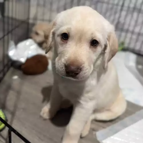 Labradoodle Dog For Sale in Castleford, West Yorkshire