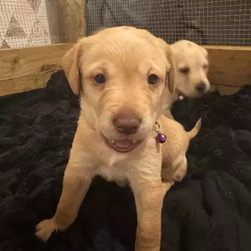 Labradoodle Dog For Sale in Castleford, West Yorkshire