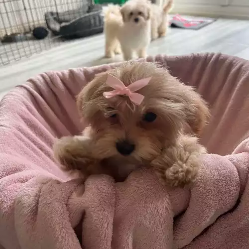 Maltipoo Dog For Sale in Peterborough