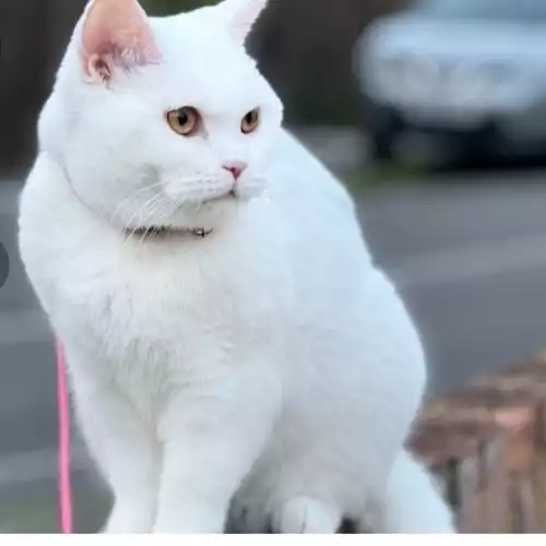 British Shorthair Cat For Stud in Lower Feltham, Greater London