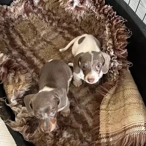 Miniature Dachshund Dog For Sale in Worcester