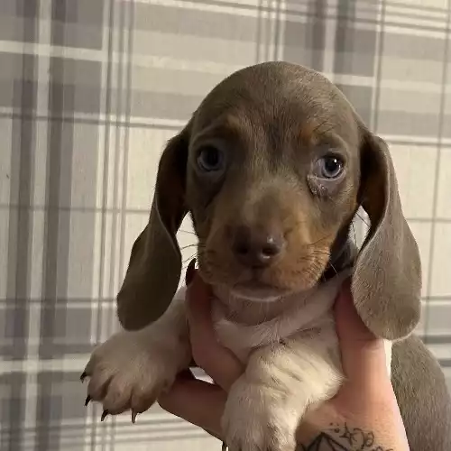 Miniature Dachshund Dog For Sale in Worcester