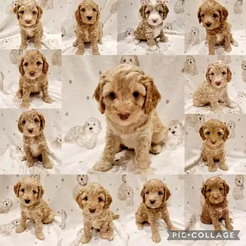 Cockapoo Dog For Sale in Ashford, Kent