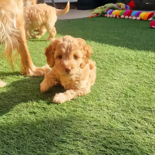 Cockapoo Dog For Sale in Ashford, Kent