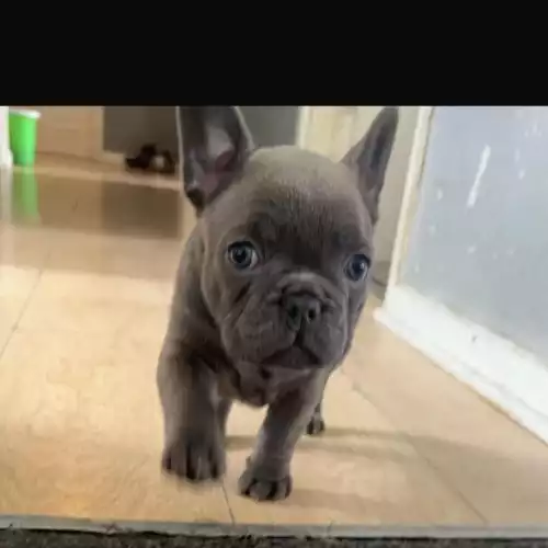 French Bulldog Dog For Adoption in Birmingham