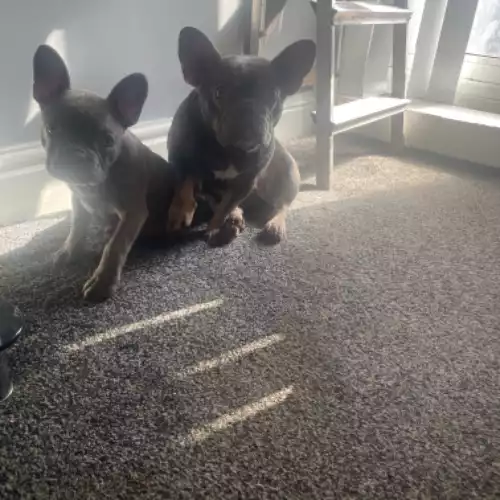 French Bulldog Dog For Adoption in Birmingham