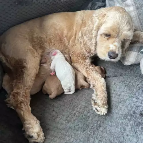 Cockapoo Dog For Sale in Bishop Auckland, Durham