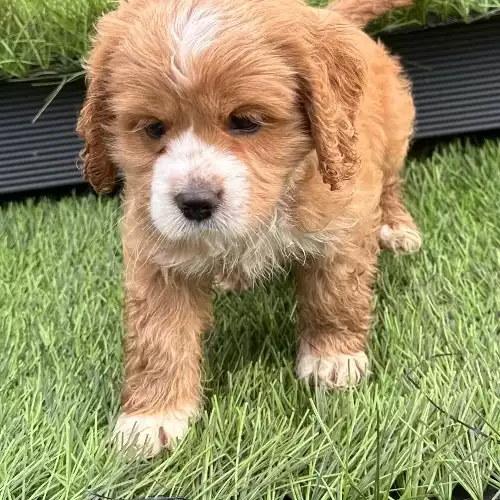 Cockapoo Dog For Sale in Bishop Auckland, Durham