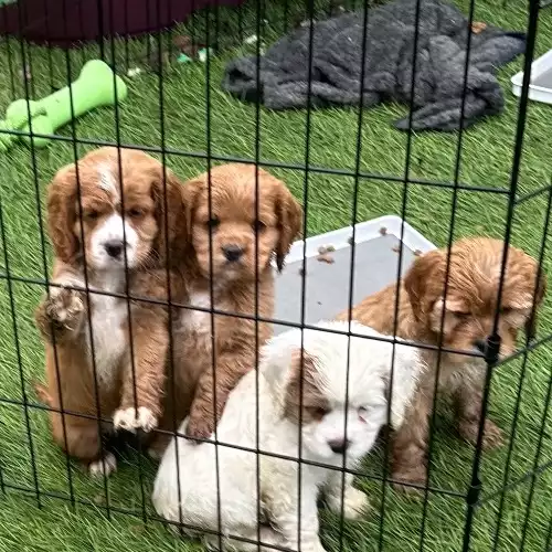 Cockapoo Dog For Sale in Bishop Auckland, Durham