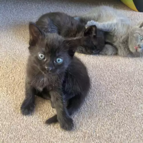 Domestic Shorthair Cat For Sale in Wakefield