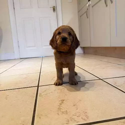 Cocker Spaniel Dog For Sale in Strabane, County Tyrone