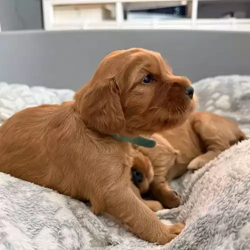 Cocker Spaniel Dog For Sale in Strabane, County Tyrone