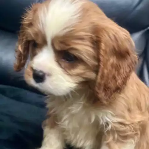 Cavalier King Charles Spaniel Dog For Sale in Wolverhampton, West Midlands, England