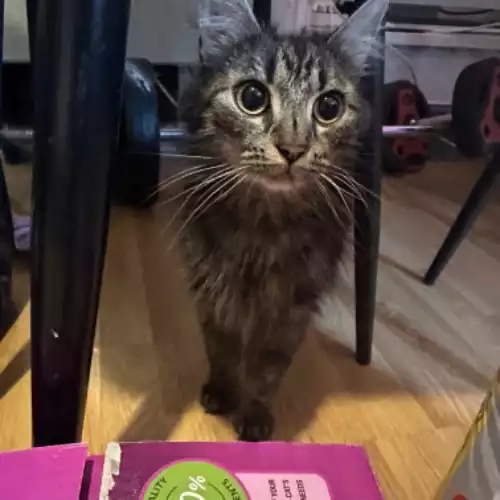 Maine Coon Cat For Adoption in Gloucester, Gloucestershire, England