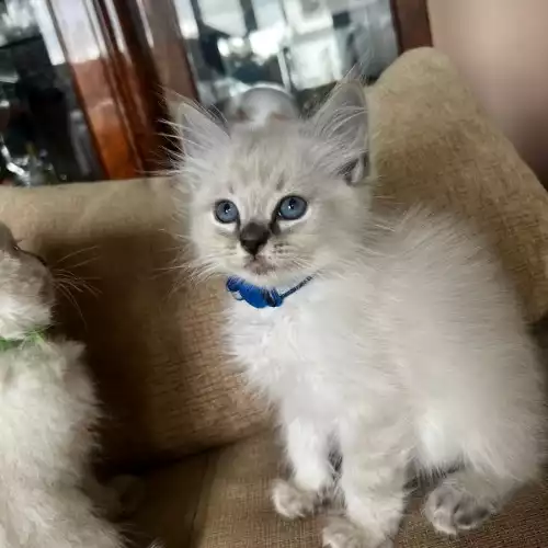 Ragdoll Cat For Sale in Bow Common, Greater London, England
